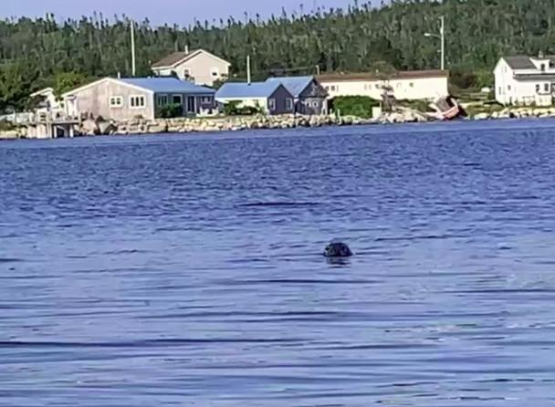 181 Oceanside Inn Peggy's Cove Bagian luar foto
